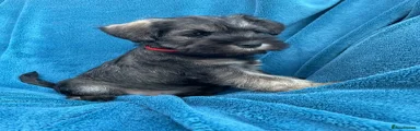Miniature Schnauzer 
