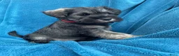 Miniature Schnauzer dogs for sale: Miniature schnauzer  - Advert 4
