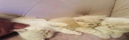 British Shorthair cats for sale: Beautiful Cream Coloured British Shorthair kittens in Manchester - Advert 3