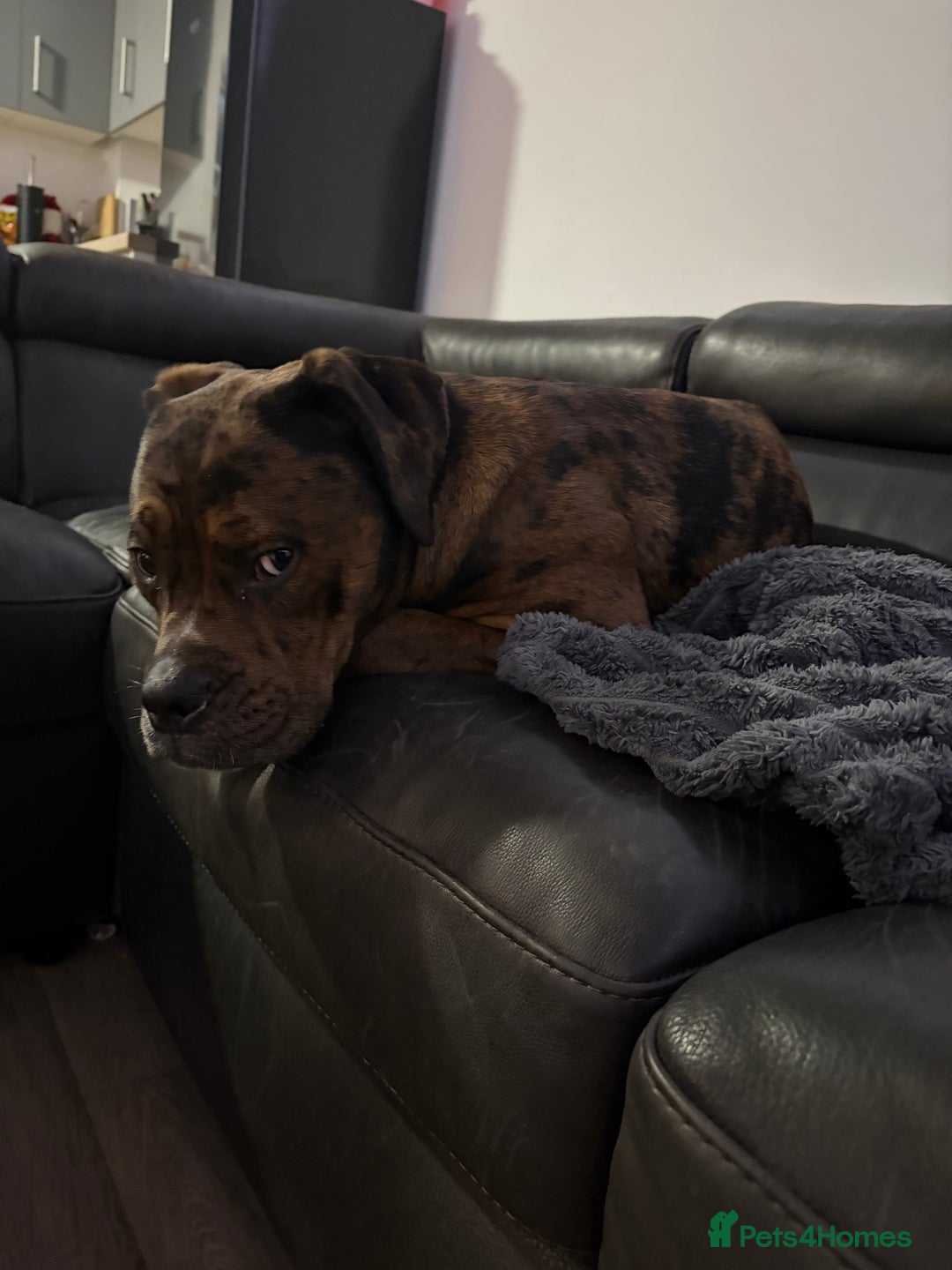 Mixed Breed dogs for sale: Ruby  - Advert 3