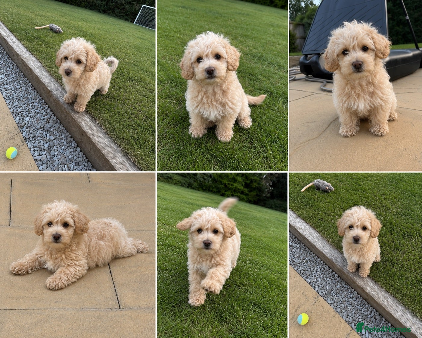 Maltipoo dogs *Ready to leave* Boy Maltipoo puppy for sale  - Advert 11