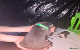 Mixed Breed dogs for sale: American bull staff - Image 6