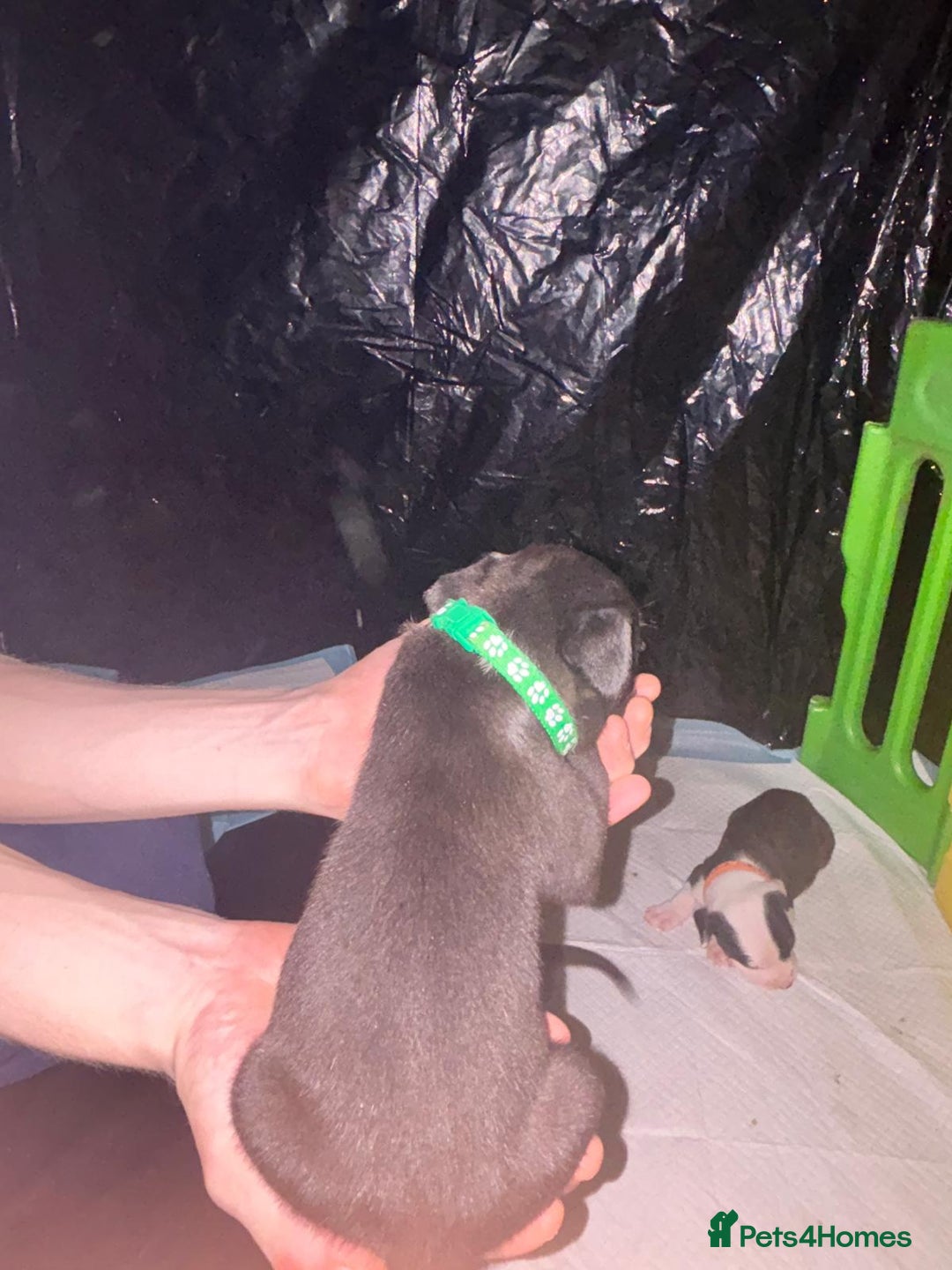 Mixed Breed dogs for sale: American bull staff - Image 6