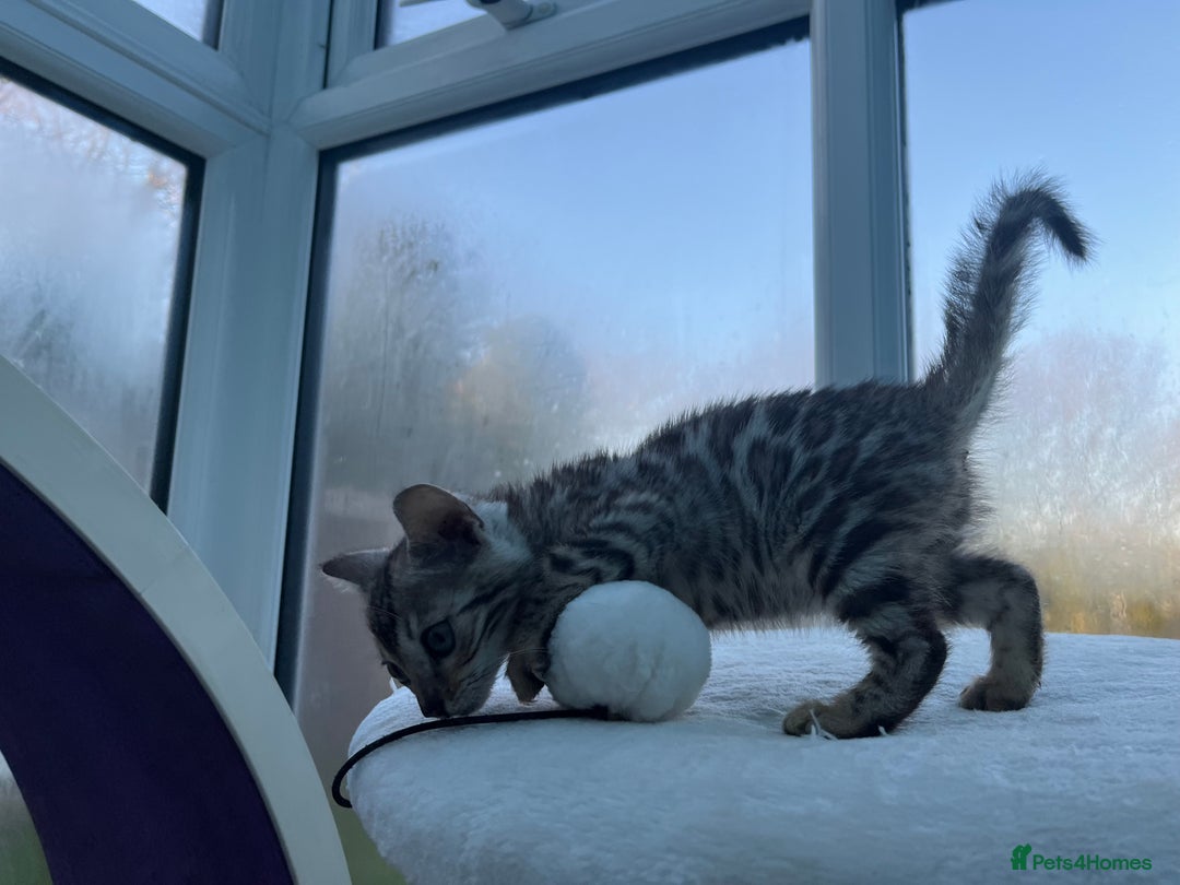 Bengal cats for sale: CUTE SILVER FEMALE BENGAL KITTEN (TICA)  - Advert 6