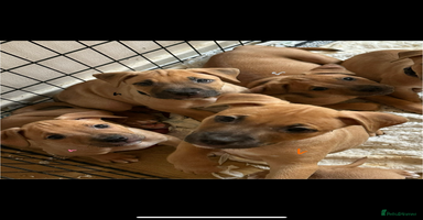 Mixed Breed dogs - Advert 13