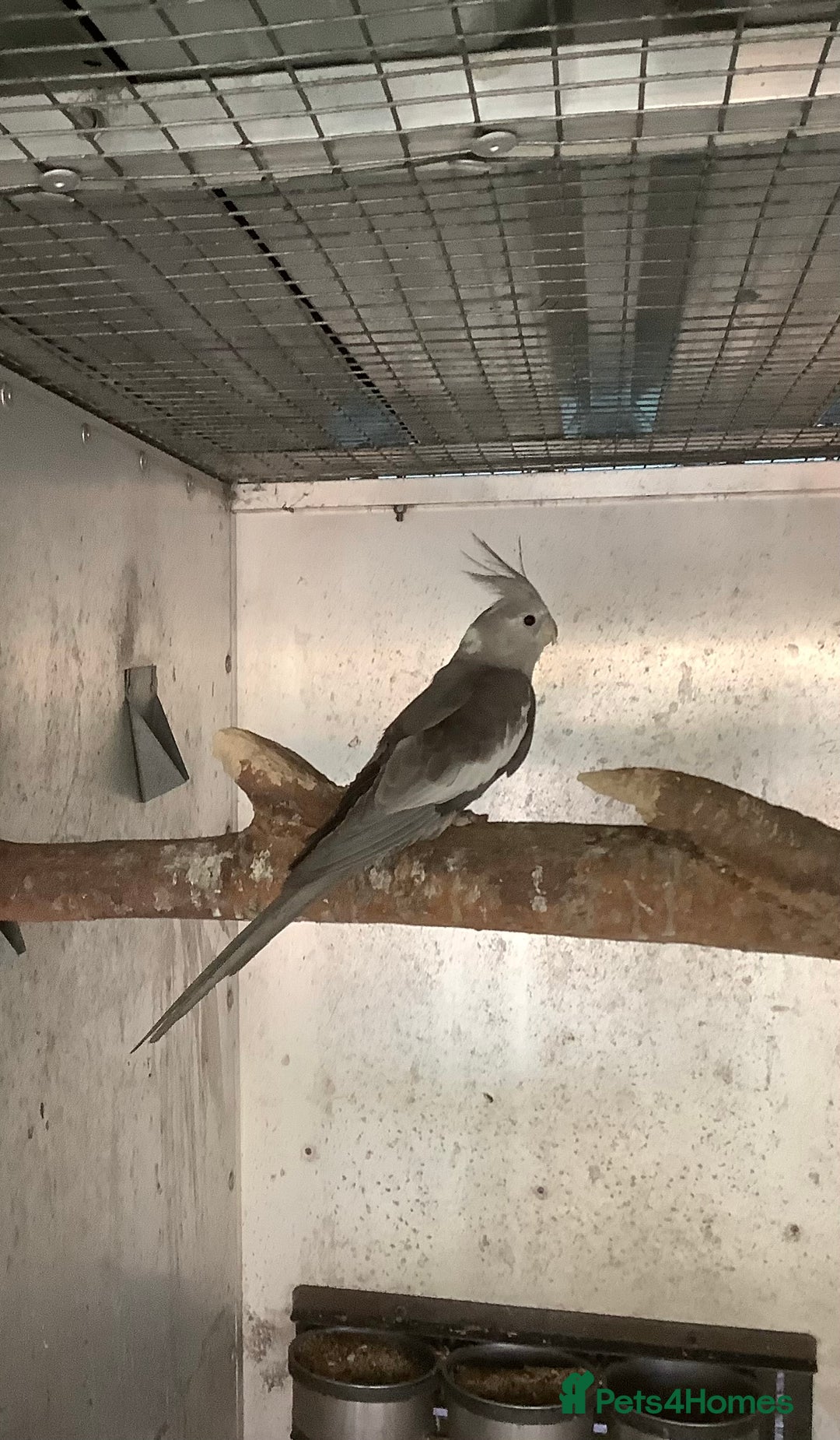 Budgerigars birds for sale: 2025 Young  Cockateils. - Advert 2