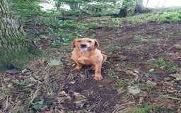 Labrador Retriever dogs for sale: Sam 2yrs 4mths Kc reg  - Image 5