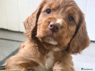 Cocker Spaniel dogs KC reg cocker spaniel boy - Advert 2