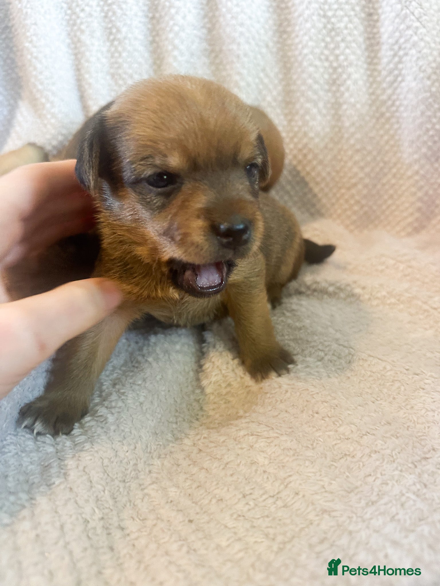 Mixed Breed dogs for sale: Patterdale X Lakeland Puppies for Sale in Letchworth Garden City - Advert 14