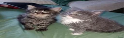 Mixed Breed cats for sale: Fluffy kittens  - Advert 9