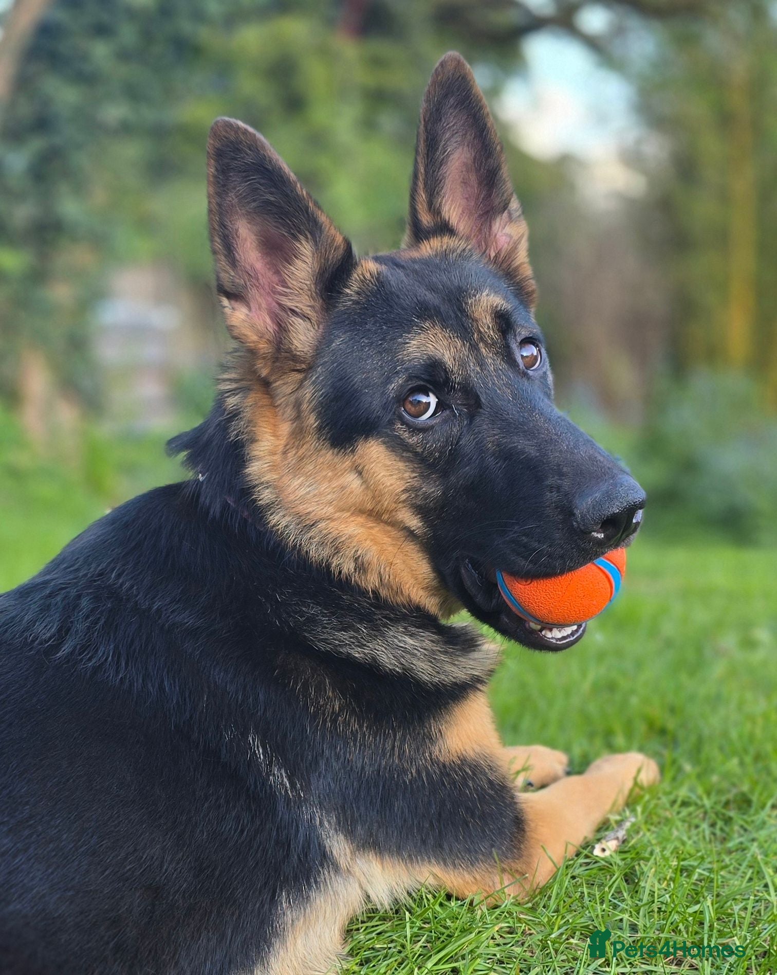 German Shepherd dogs Beautiful, Clever, German Shepherd  - Advert 2