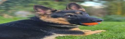 German Shepherd dogs for sale: Beautiful, Clever, German Shepherd  - Advert 2