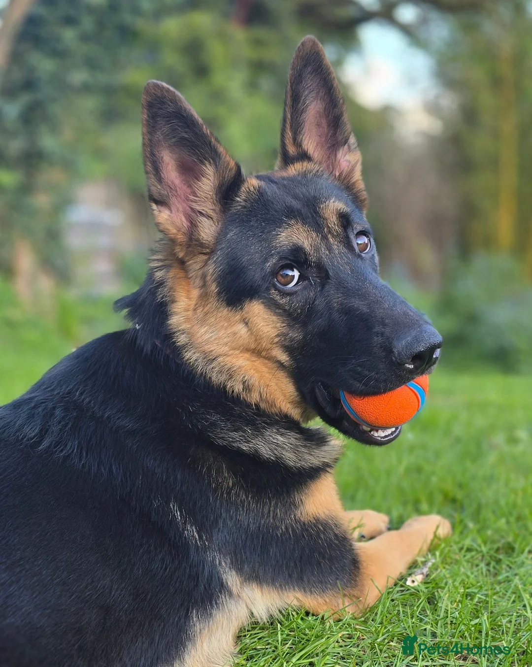German Shepherd dogs for sale: Beautiful, Clever, German Shepherd  - Advert 2