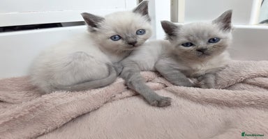 Ragdoll cats - Advert 12