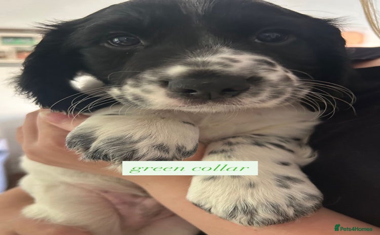 Sprocker dogs - Advert 1