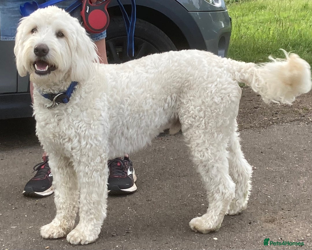Labradoodle dogs for stud: Very special Australian labradoodle stud dog in Bedford - Image 3