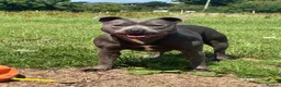 Staffordshire Bull Terrier dogs for sale: Stunning black male  - Advert 12