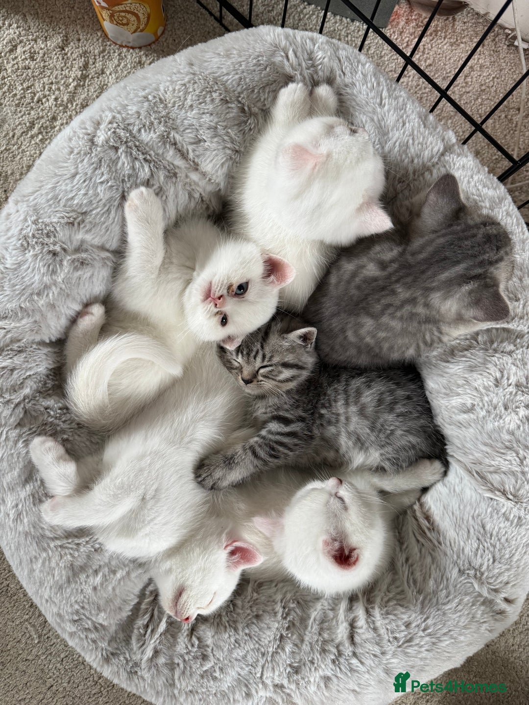 British Shorthair cats for sale: Beautiful rare colour BSH kittens  - Image 7