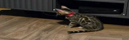 Bengal cats for sale: Prince and princesses seeking human slaves - Advert 35