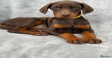 Dobermann dogs - Advert 1