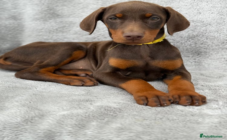 Dobermann dogs - Advert 2