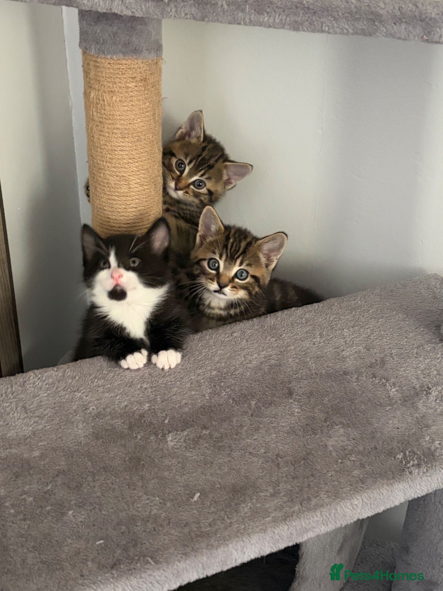 Mixed Breed cats Kittens  - Advert 13