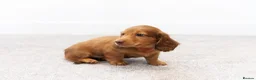 Miniature Dachshund dogs for sale: KC Longhaired Mini Dachshund puppies - Advert 16