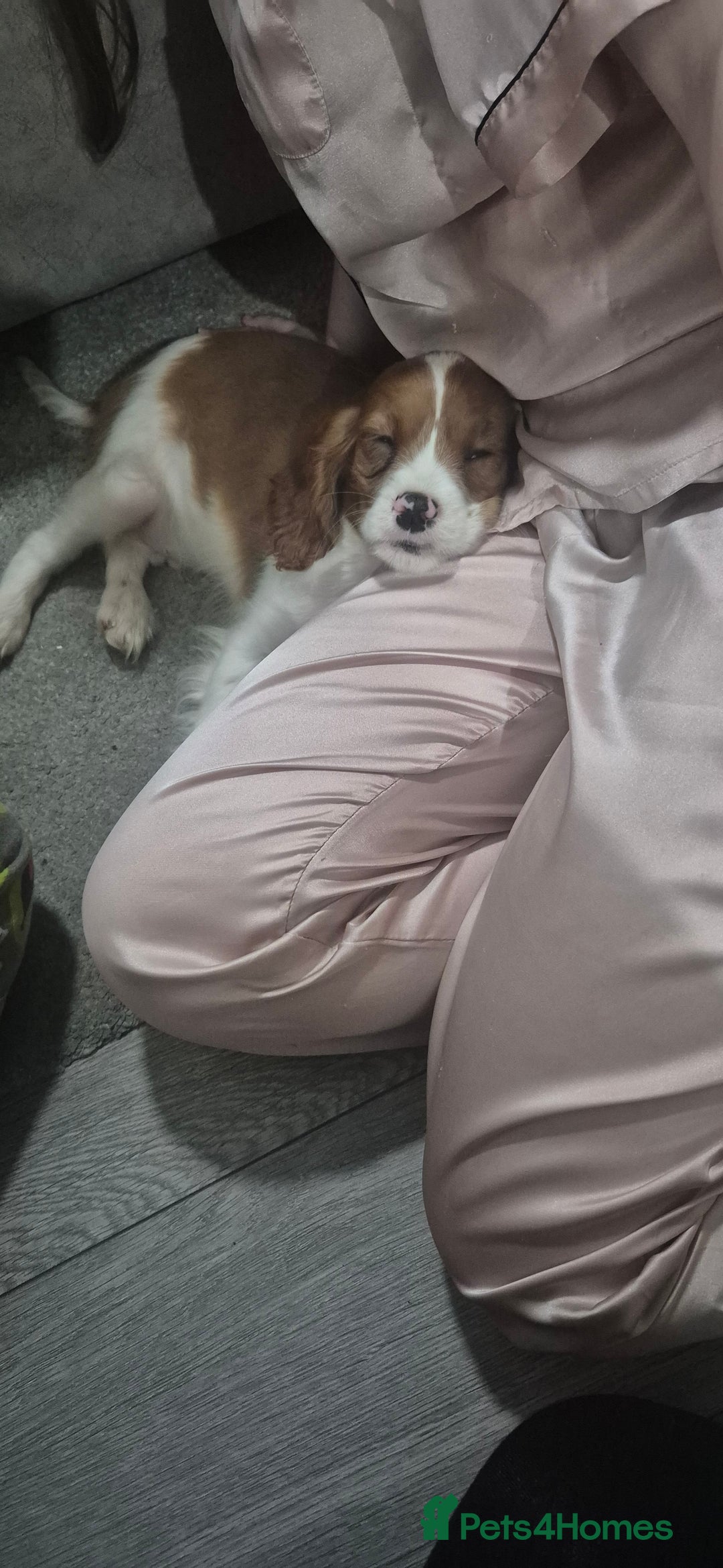 Cavalier King Charles Spaniel dogs for sale: Rehoming ASAP,  male, cavalier king Charles  - Advert 3