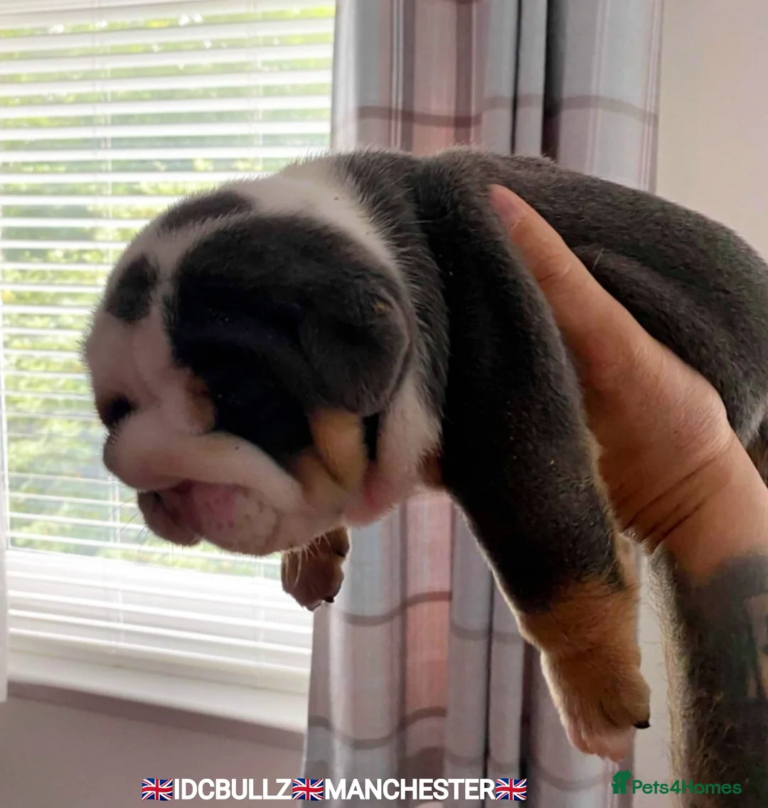 English Bulldog dogs for stud: Uncle Fester in Manchester - Advert 19