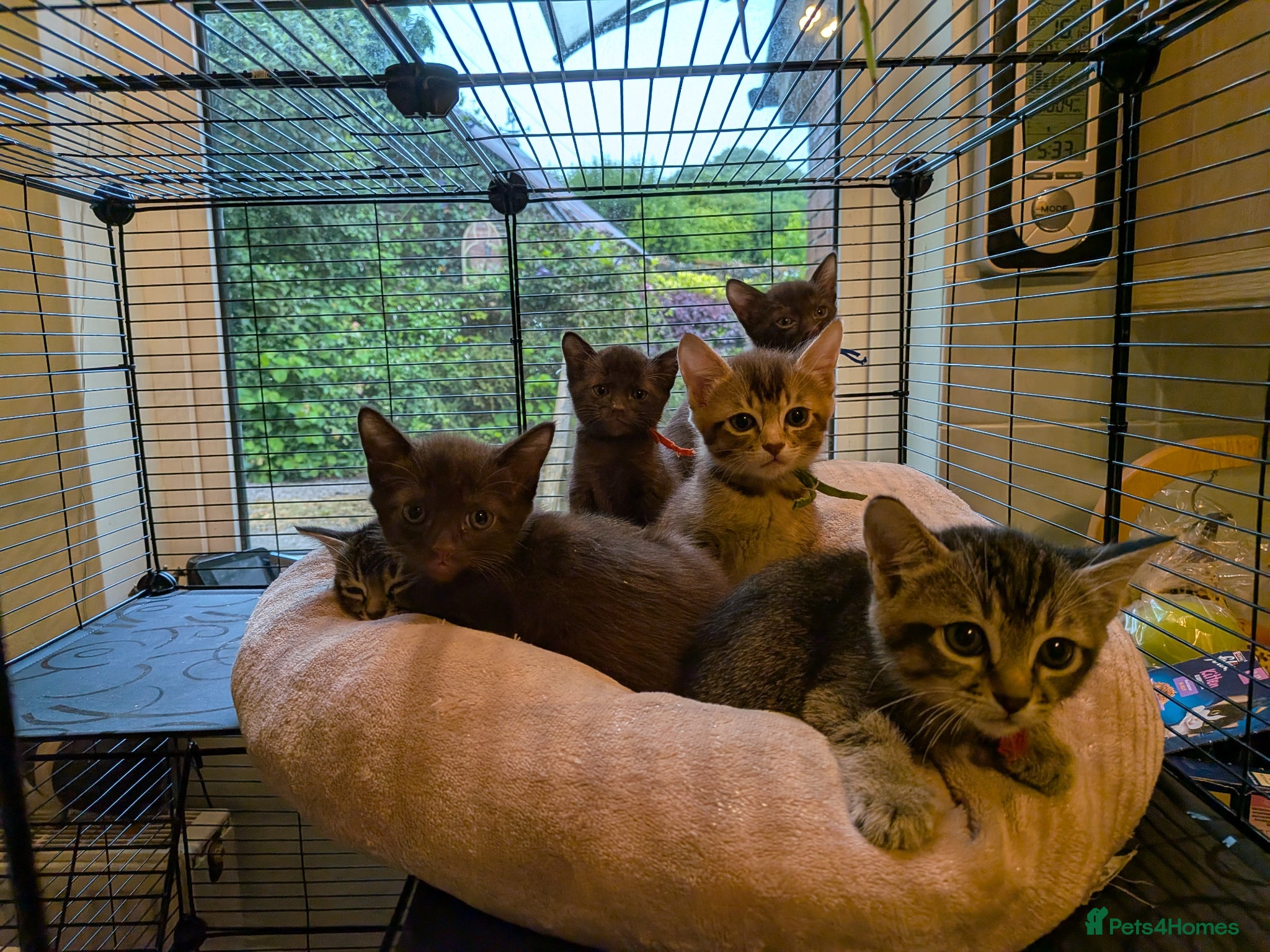 Burmese cats Burmese cross kittens - Advert 1