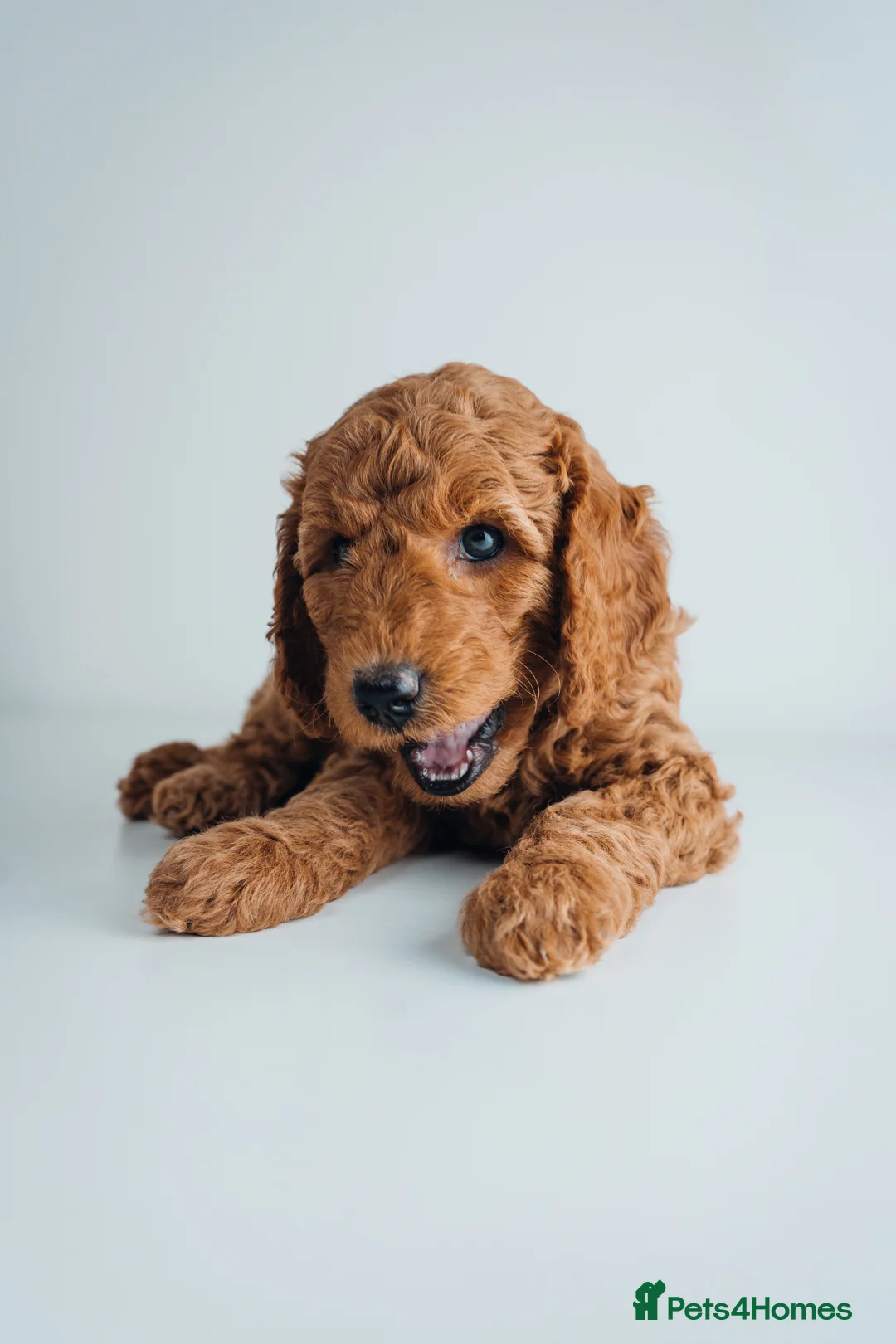 Labradoodle dogs for sale: LAST FEW PUPS - F2B Labradoodle Puppies - Advert 20