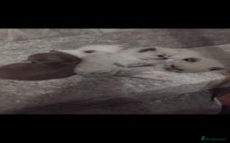 Mixed Breed cats for sale: Ragdoll x British Shorthair kittens - Advert 4