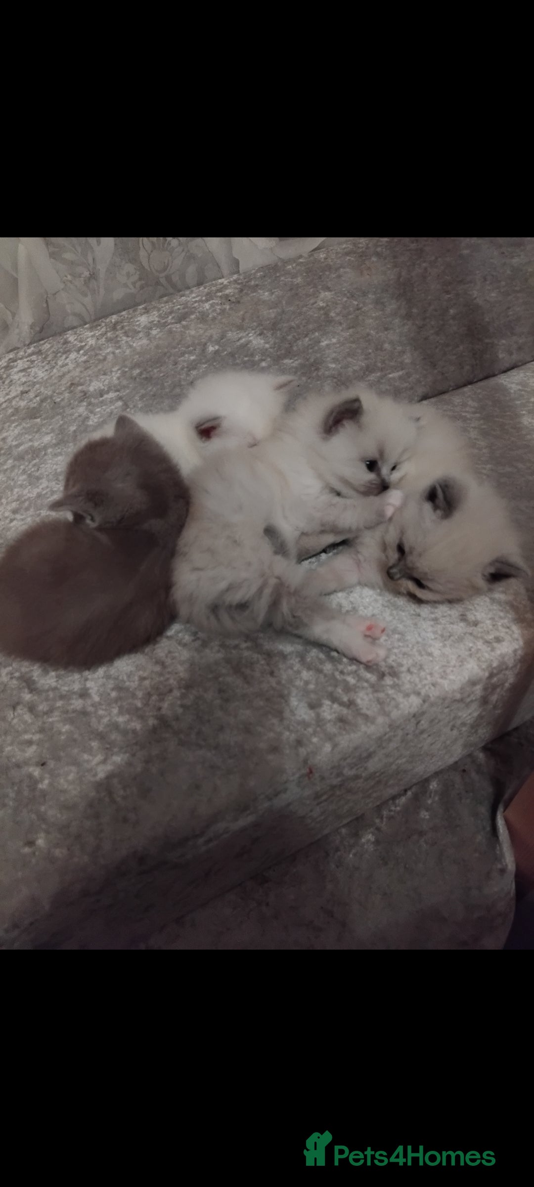 Mixed Breed cats for sale: Ragdoll x British Shorthair kittens - Advert 4