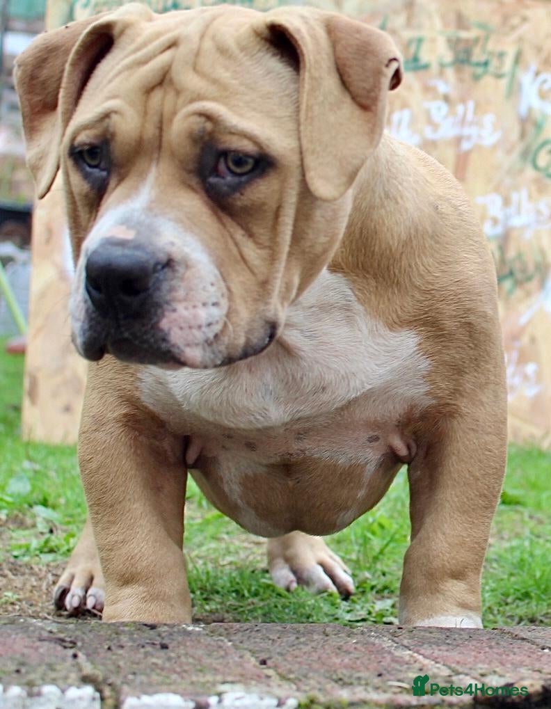 American Bully dogs Real American Pocket Bully’s  - Advert 18