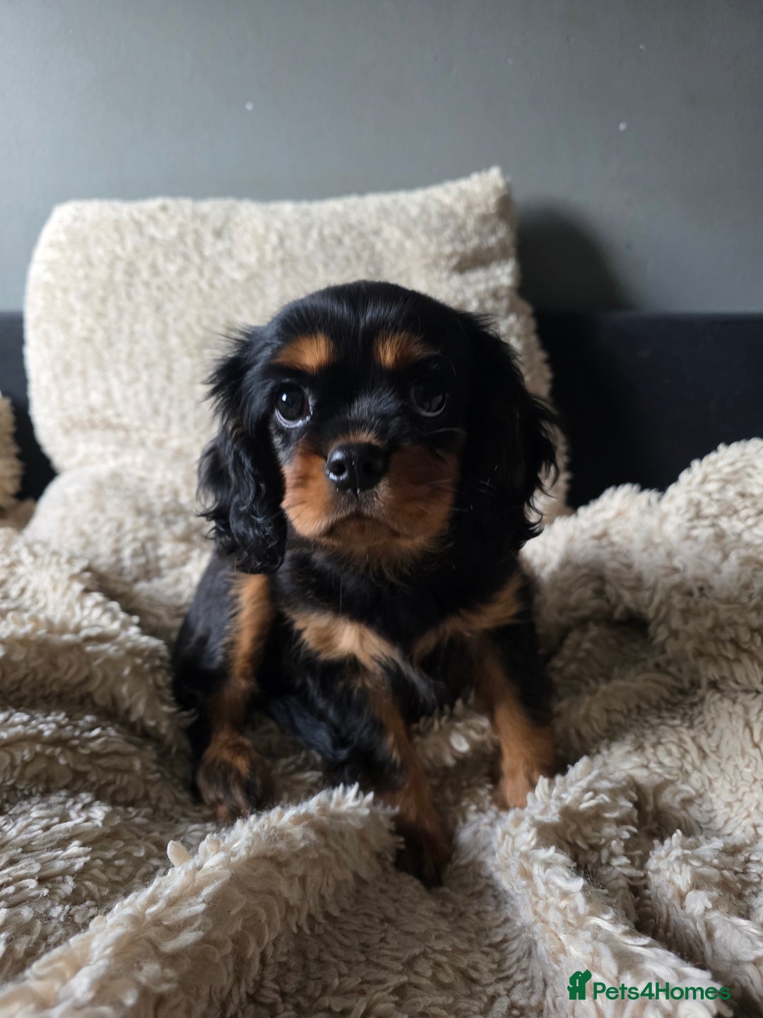 Cavalier King Charles Spaniel dogs for sale: KC Cavalier pupies - Advert 5