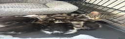 Mixed Breed cats for sale: 3 gorgeous boy kittens for sale  - Advert 11