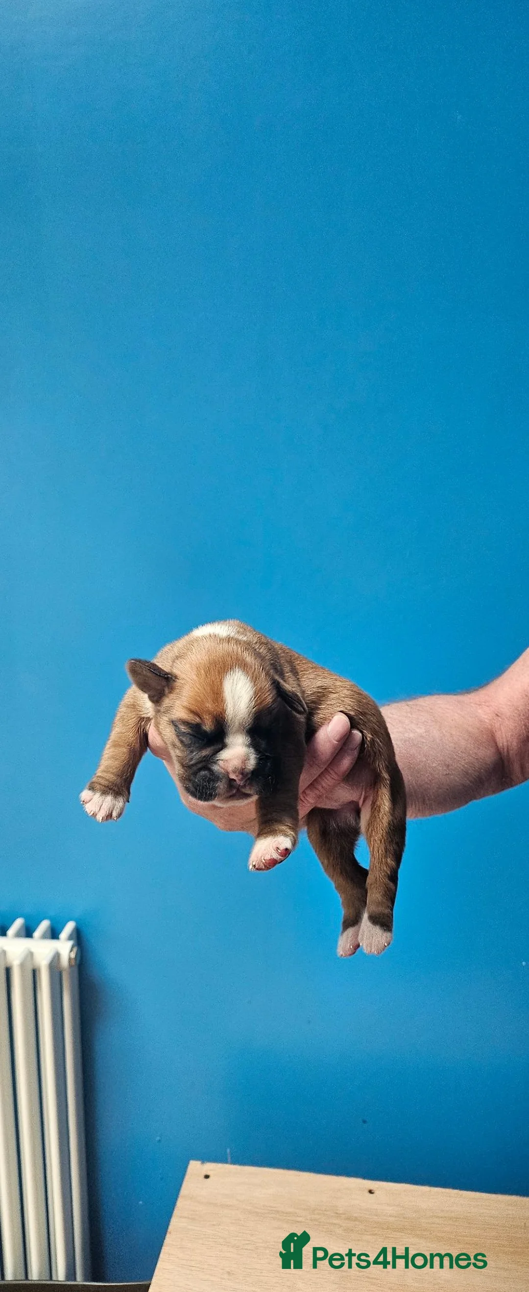 Boxer dogs for sale: Boxer puppies - Advert 5