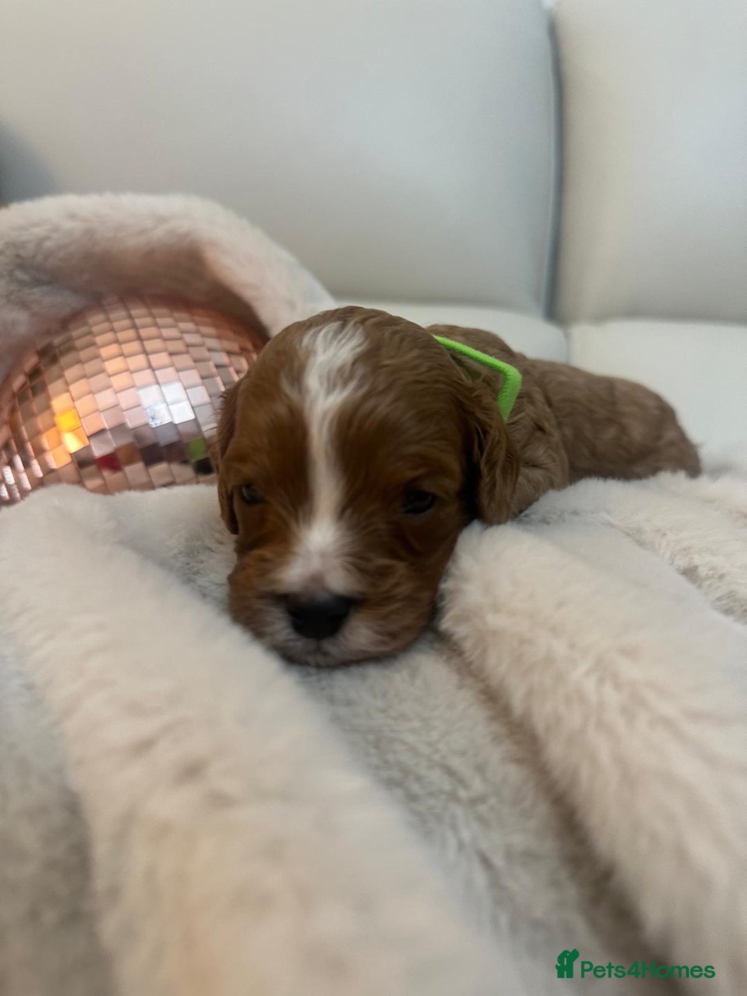 Cavapoo dogs for sale: 🐾 Beautiful F1 Cavapoos – Raised with Love  🐾 - Advert 22