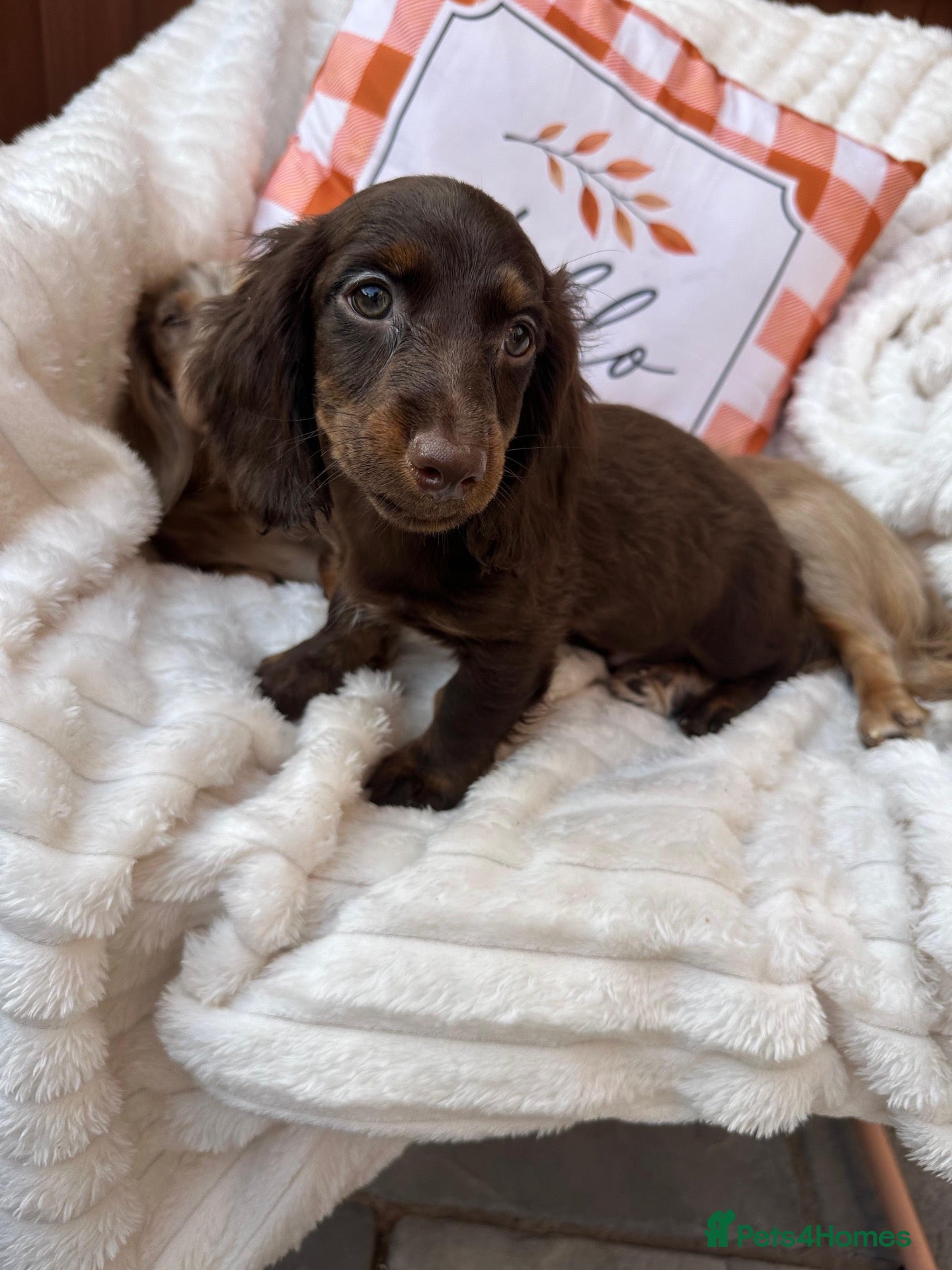 Miniature Dachshund dogs Fabulous Litter of Long haired dachshund puppies  - Advert 13