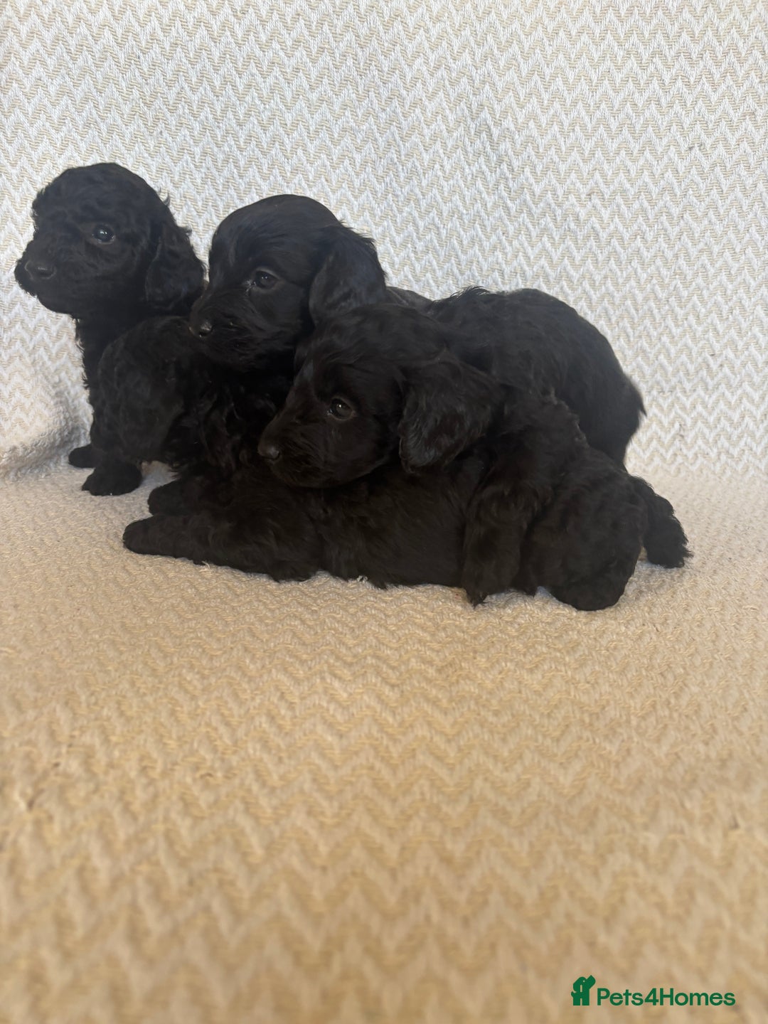 Cockapoo dogs for sale: Cockapoo puppies - Advert 13
