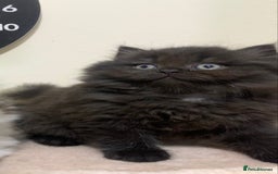 Mixed Breed cats for sale: Mixed breed kitten  - Image 8