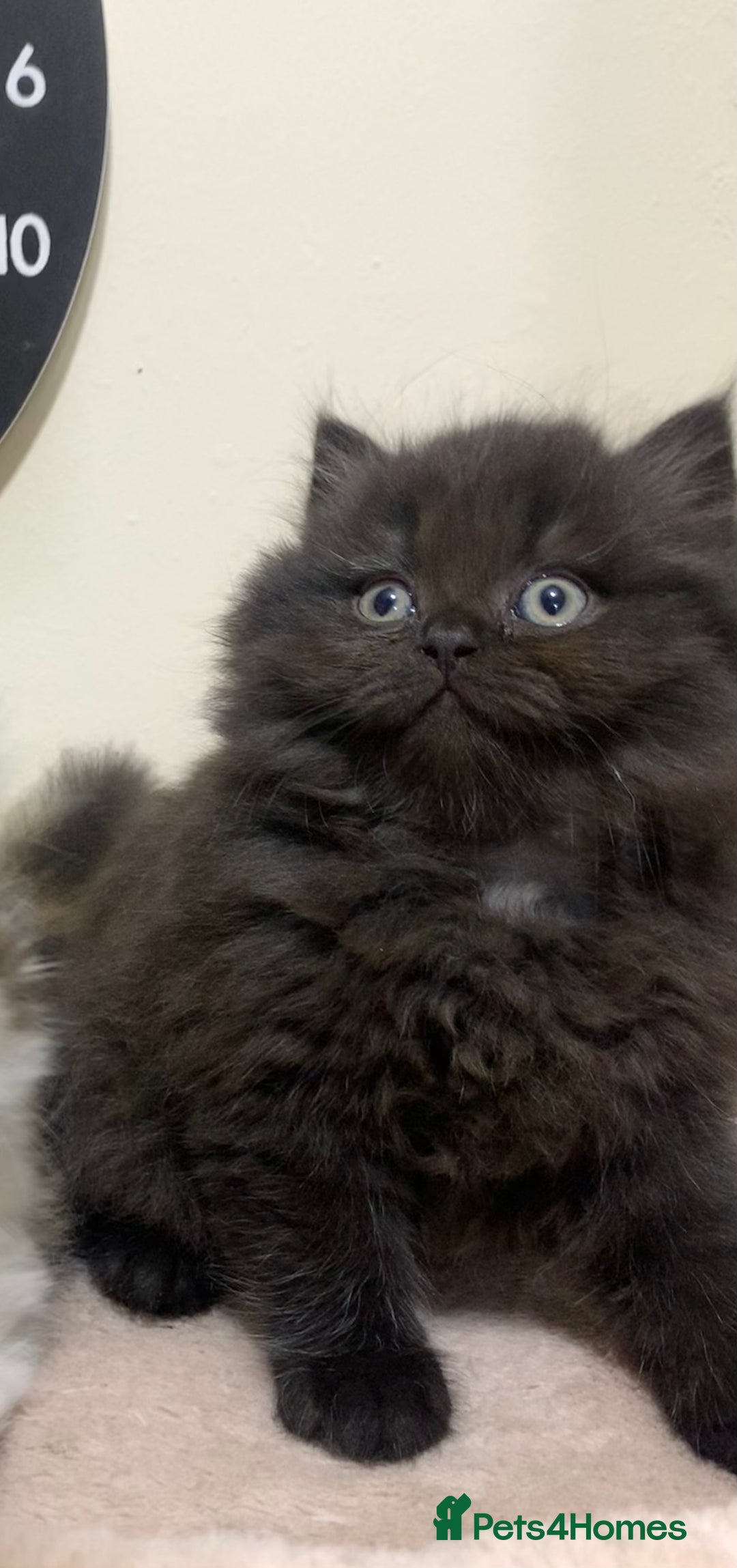Mixed Breed cats for sale: Mixed breed kitten  - Image 8