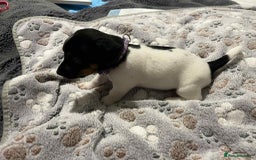 Jack Russell dogs for sale: Jack Russell Puppies for Sale  - Image 19