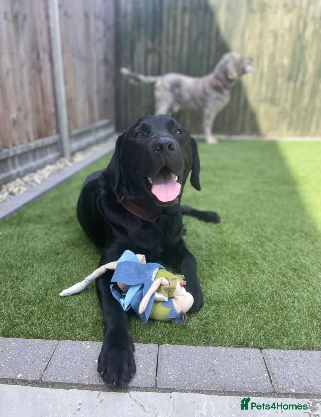 Labrador Retriever dogs for adoption: Ludo needs a loving home  - Advert 2