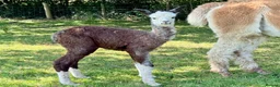 Alpaca livestock for sale: Beautiful group of coloured female alpaca and cria - Advert 13