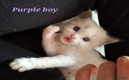Ragdoll cats for sale: GCCF Gorgeous Pure Pedigree Ragdoll Kittens - Image 7
