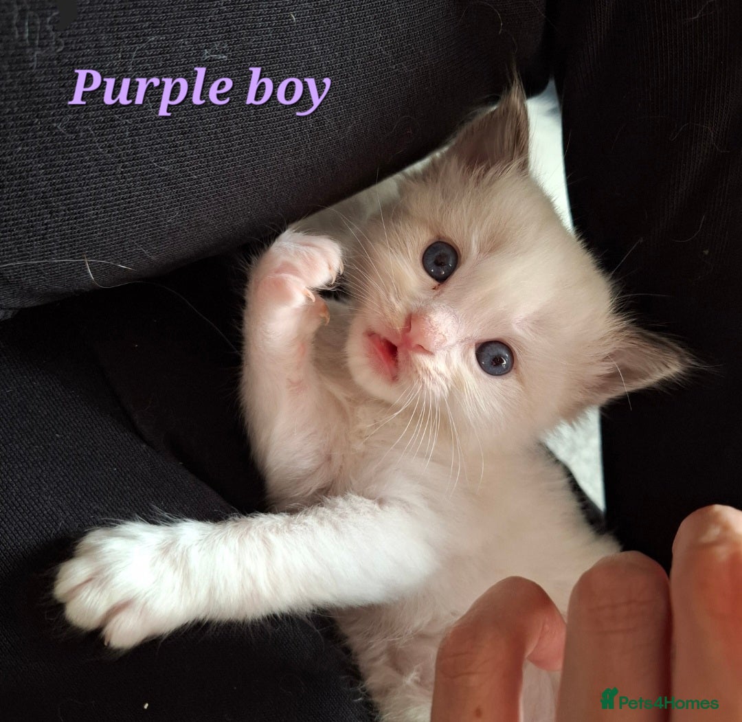 Ragdoll cats for sale: GCCF Gorgeous Pure Pedigree Ragdoll Kittens - Image 7