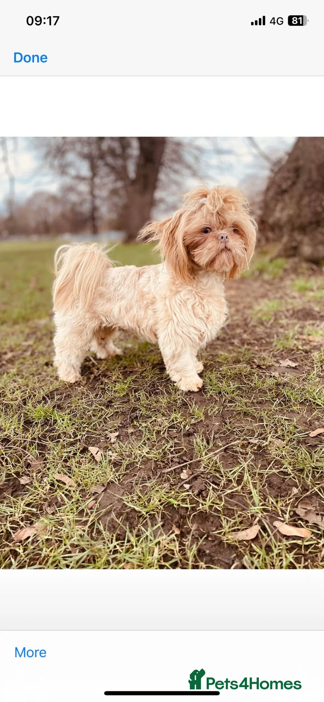 Shih Tzu dogs for stud: Lavender shih tzu stud in Doncaster - Advert 2