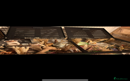 Hamster rodents for sale: Female Syrian Hamster  - Image 3