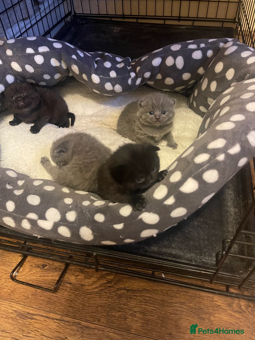 British Shorthair cats for sale: British blue kittens for sale  - Advert 2